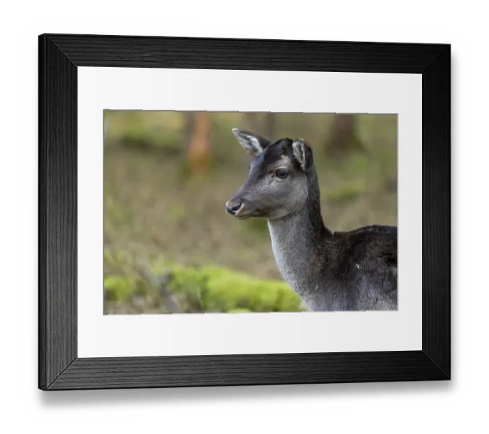 Framed Print : Fallow deer, female fallow deer (Dama dama) Framed Print : Fallow deer, female fallow deer (Dama dama)