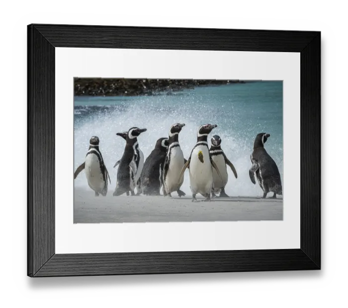 Framed Print : Magellanic penguins (Sphreniscus magellanicus)