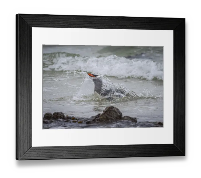 Framed Print : A gentoo penguin (Pygoscelis papua) landing on a beach Framed Print : A gentoo penguin (Pygoscelis papua) landing on a beach
