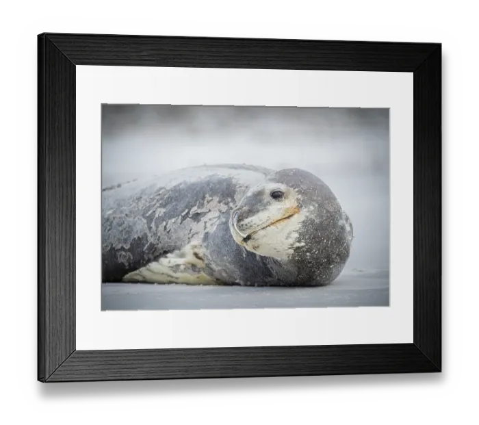 Framed Print : Leopard seal (Hydrurga leptonyx) resting on a beach Framed Print : Leopard seal (Hydrurga leptonyx) resting on a beach