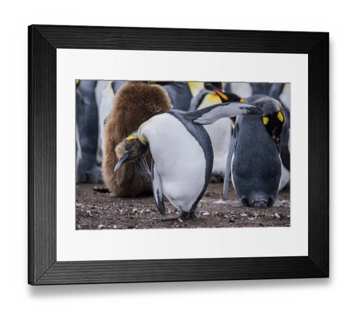 Framed Print : King penguin (Aptenodytes patagonicus)