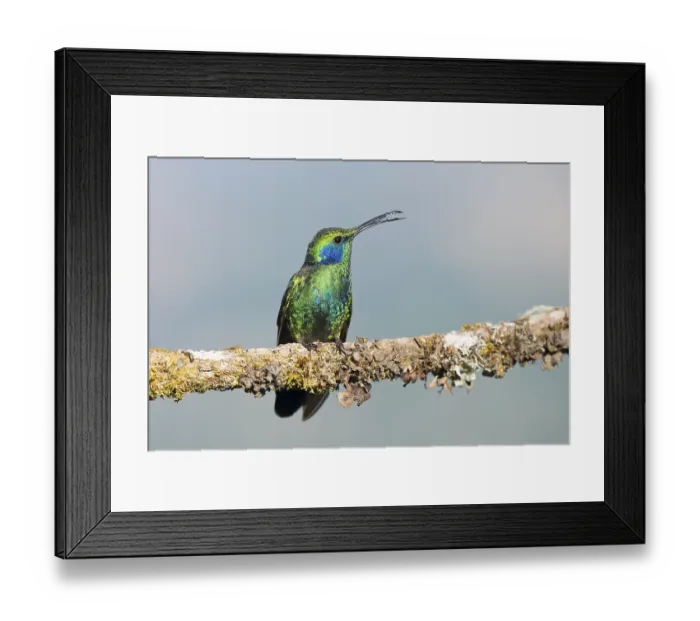 Framed Print : Green violetear (Colibri coruscans) sitting on branch