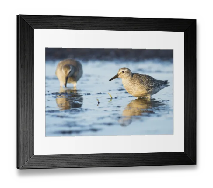 Framed Print : Red knots (Calidris canutus) standing in shallow water in Darss