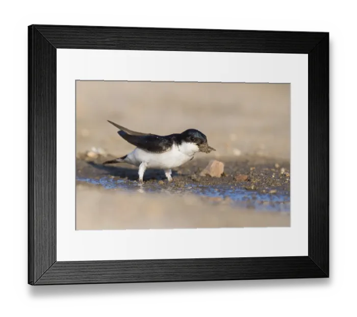 Framed Print : Common house martin (Delichon urbicum) Framed Print : Common house martin (Delichon urbicum)
