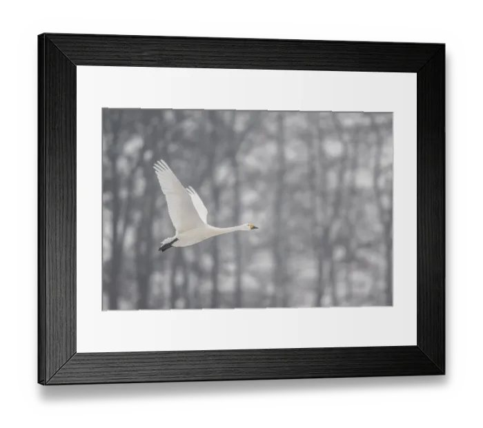 Framed Print : Tundra swan (Cygnus bewickii), Emsland Framed Print : Tundra swan (Cygnus bewickii), Emsland