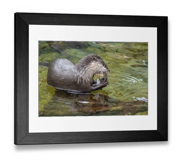 Framed Print : Dwarf otter, Asian oriental small-clawed otter (Aonyx cinerea)