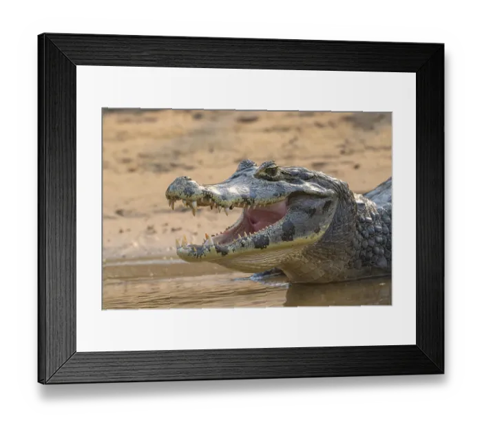 Framed Print : Caiman (Caimaninae), Crocodile (Alligatoridae) Framed Print : Caiman (Caimaninae), Crocodile (Alligatoridae)