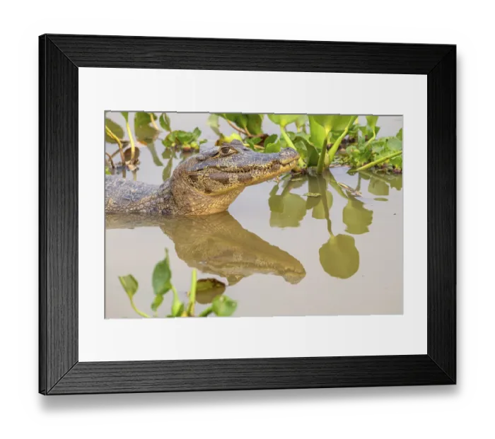 Framed Print : Caiman (Caimaninae), Crocodile (Alligatoridae)