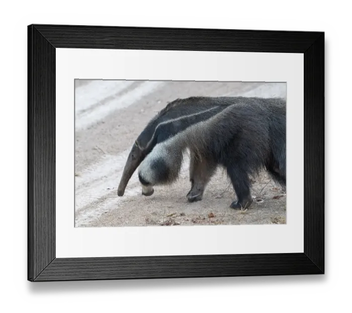 Framed Print : Giant anteater (Myrmecophaga tridactyla) Framed Print : Giant anteater (Myrmecophaga tridactyla)