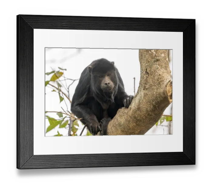 Framed Print : Black howler (Alouatta), Pantanal Framed Print : Black howler (Alouatta), Pantanal
