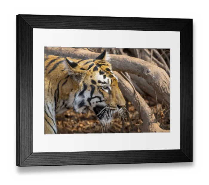 Framed Print : Tiger (Panthera tigris), Bengal tiger or Indian tiger Framed Print : Tiger (Panthera tigris), Bengal tiger or Indian tiger