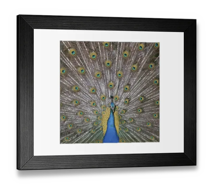 Framed Print : Peacock, male, courting (Pavo cristatus)