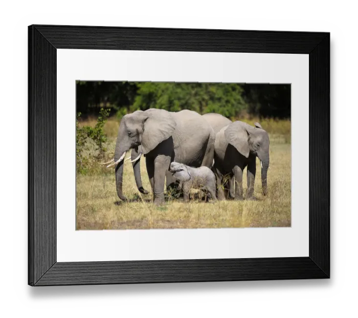 Framed Print : African Elephant (Loxodonta africana) family with young animals