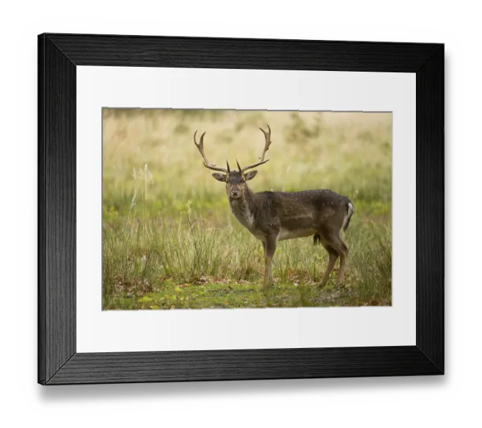Framed Print : Fallow Deer (Dama dama), captive