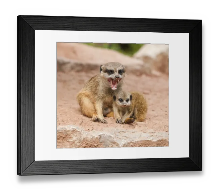 Framed Print : Meerkats (Suricata suricatta), adult and young