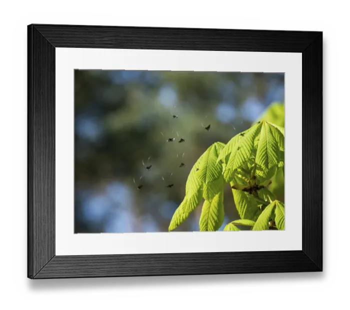 Framed Print : Green longhorn (Adela reaumurella) at nuptial flight