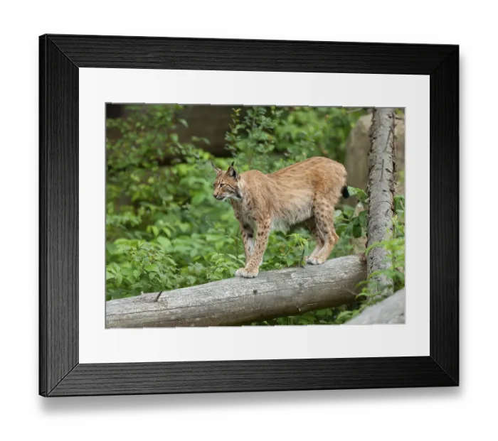 Framed Print : Eurasian lynx (Lynx lynx) standing on a tree trunk and looking attentively Framed Print : Eurasian lynx (Lynx lynx) standing on a tree trunk and looking attentively