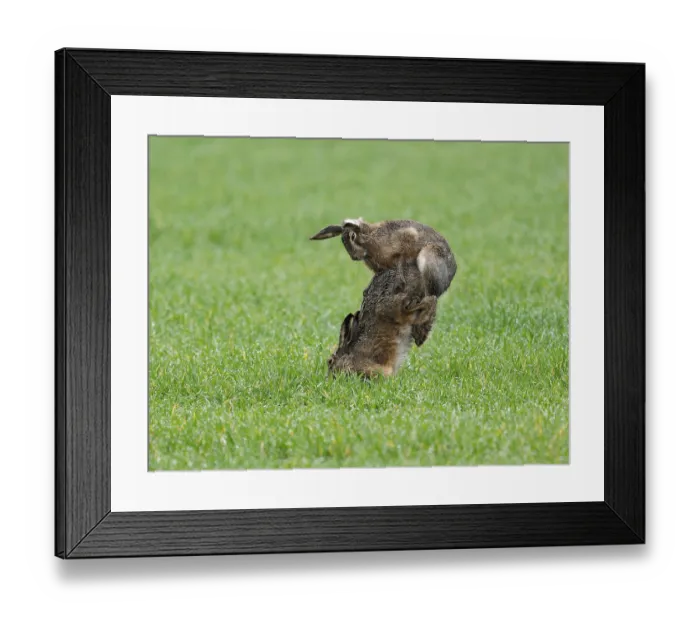 Framed Print : European hare (Lepus europaeus) Framed Print : European hare (Lepus europaeus)