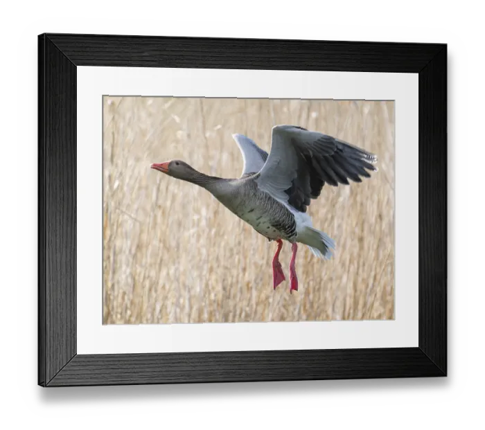 Framed Print : Greylag goose (Anser anser) in flight
