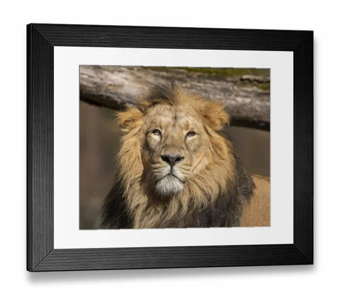 Framed Print : Asiatic Lion (Panthera leo persica)