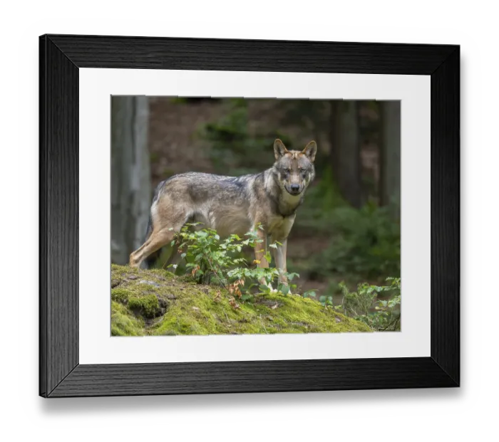 Framed Print : Wolf (Canis lupus) standing on a moss-covered rock and looking attentively