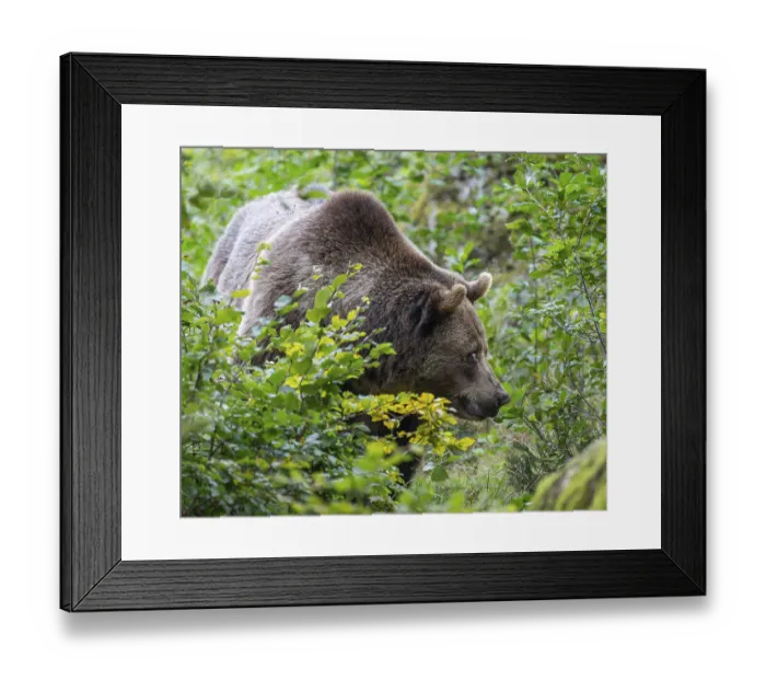 Framed Print : Brown bear (Ursus arctos) standing in the undergrowth
