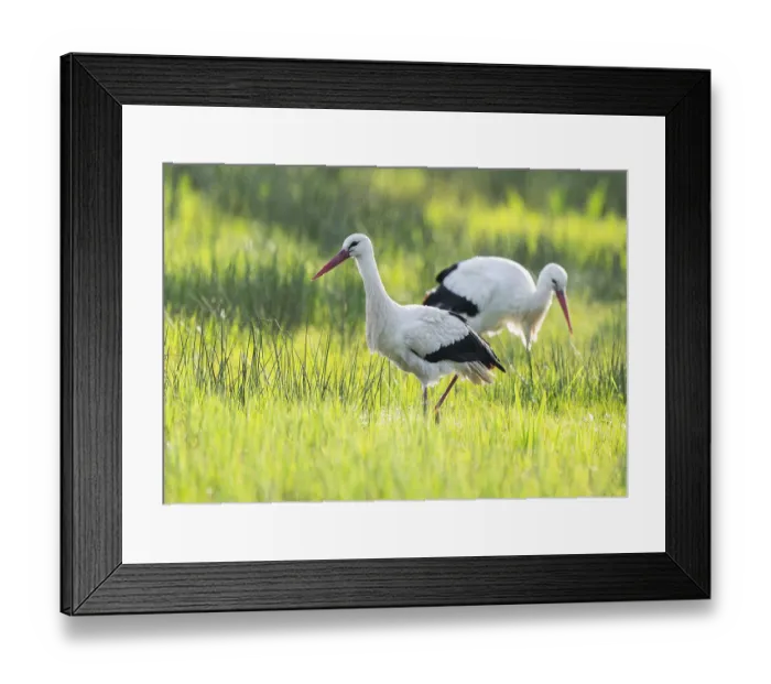 Framed Print : White storks (Ciconia ciconia) foraging in a meadow Framed Print : White storks (Ciconia ciconia) foraging in a meadow