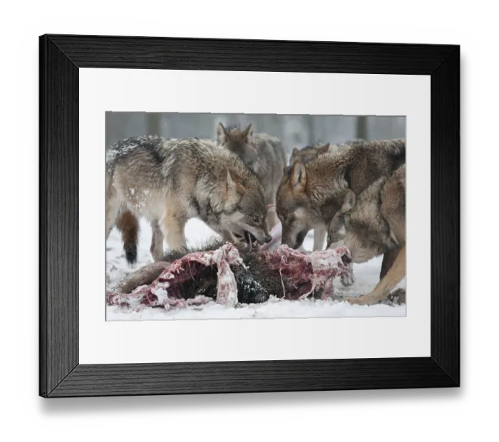 Framed Print : Wolves (Canis lupus) eating wild boar (Sus scrofa) prey