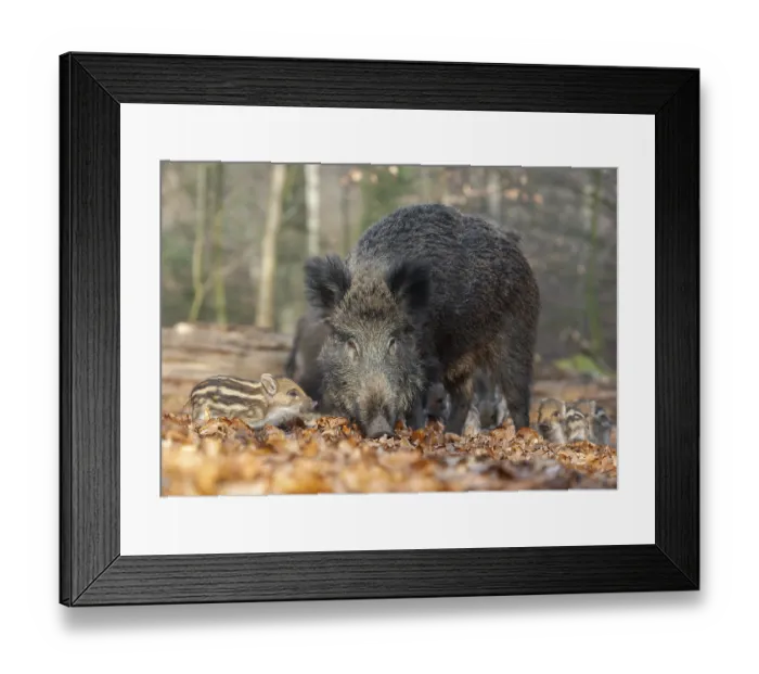 Framed Print : Wild boar, wild boar (Sus scrofa)