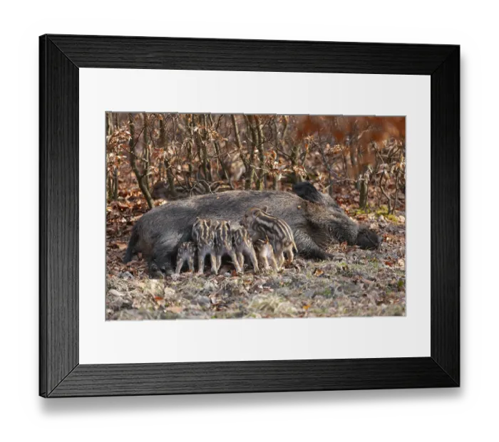 Framed Print : Wild boar, wild boar (Sus scrofa) Framed Print : Wild boar, wild boar (Sus scrofa)