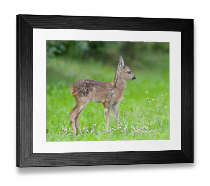 Framed Print : Roe deer (Capreolus capreolus)