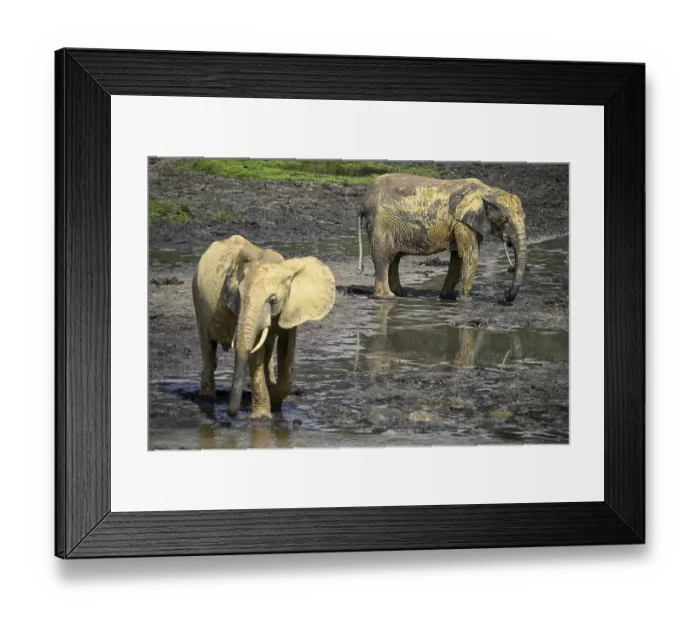 Framed Print : African forest elephants (Loxodonta cyclotis) in the Dzanga Bai forest clearing