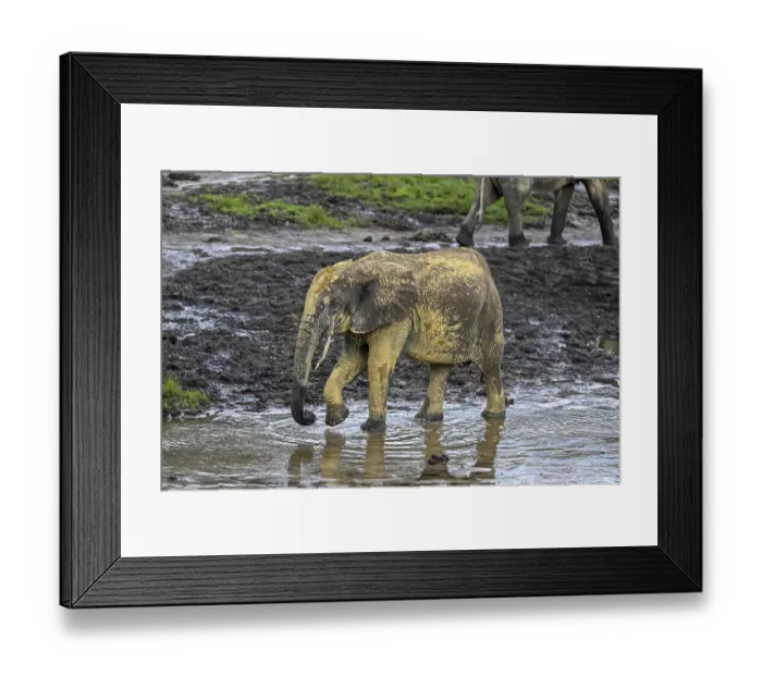 Framed Print : African forest elephant (Loxodonta cyclotis) in the Dzanga Bai forest clearing