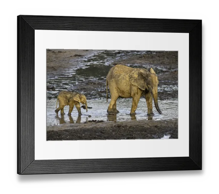 Framed Print : African forest elephants (Loxodonta cyclotis) in the Dzanga Bai forest clearing