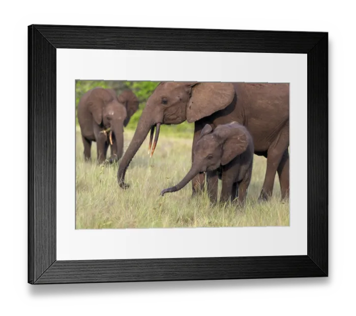 Framed Print : African forest elephants (Loxodonta cyclotis) in a clearing in Loango National Park