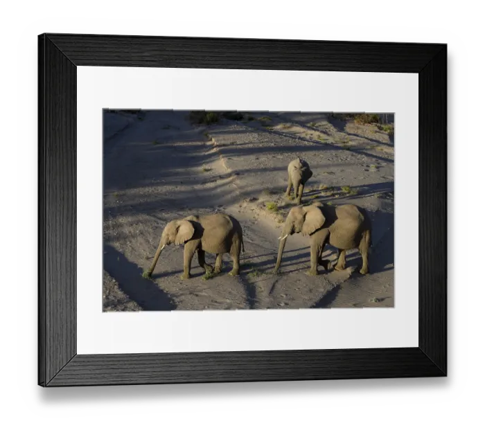 Framed Print : Desert elephants (Loxodonta africana) in the Hoanib dry river
