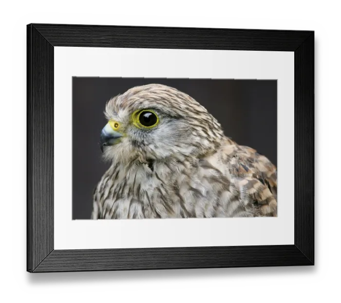 Framed Print : Eurasian Kestrel (Falco tinnunculus) Framed Print : Eurasian Kestrel (Falco tinnunculus)