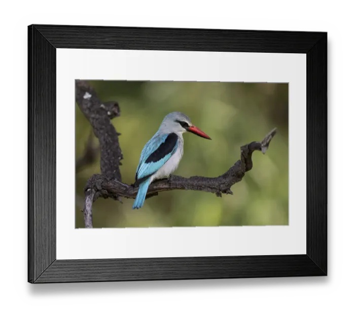 Framed Print : Senegal Kingfisher (Halcyon senegalensis)