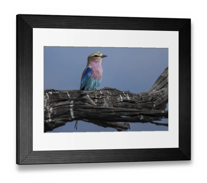 Framed Print : Fork-tailed Roller (Coracias caudata) Framed Print : Fork-tailed Roller (Coracias caudata)