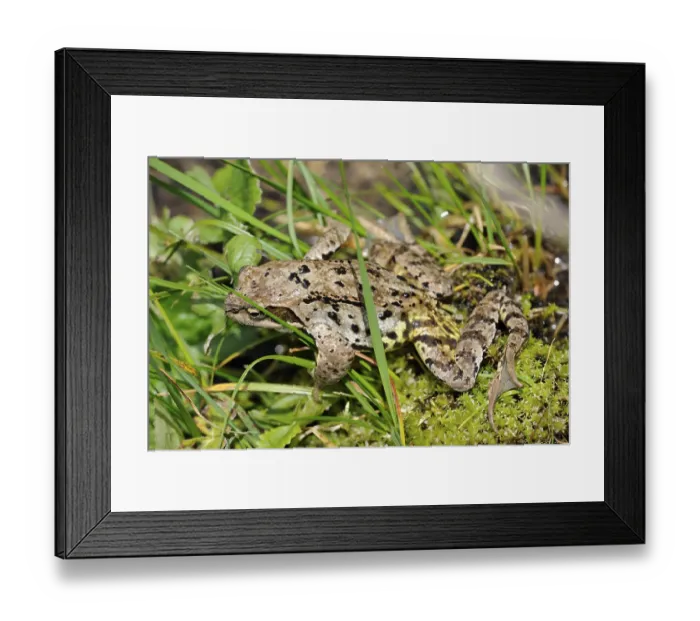 Framed Print : Moor frog (Rana arvalis) in the Obertalbach brook on the Neualm mountain pasture Framed Print : Moor frog (Rana arvalis) in the Obertalbach brook on the Neualm mountain pasture