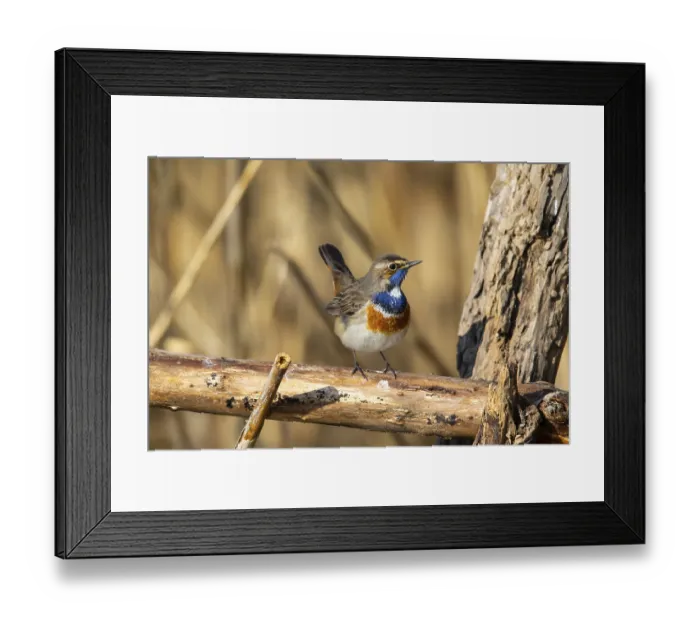 Framed Print : White-spotted bluethroat (Luscinia svecica cyanecula) male surprised by the return of winter