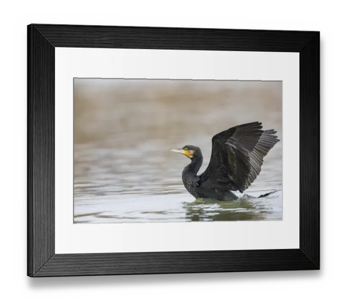 Framed Print : Cormorant (Phalacrocorax carbo) in the water Germany Framed Print : Cormorant (Phalacrocorax carbo) in the water Germany