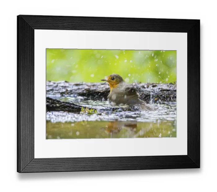 Framed Print : European robin (Erithacus rubecula) bathing Germany Framed Print : European robin (Erithacus rubecula) bathing Germany
