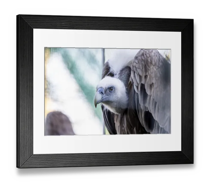 Framed Print : Head of griffon vulture (Gyps fulvus)