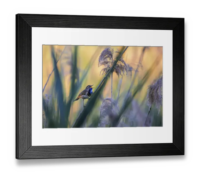 Framed Print : A bluethroat sings in the illuminated reeds of the Wagbachniederung Framed Print : A bluethroat sings in the illuminated reeds of the Wagbachniederung