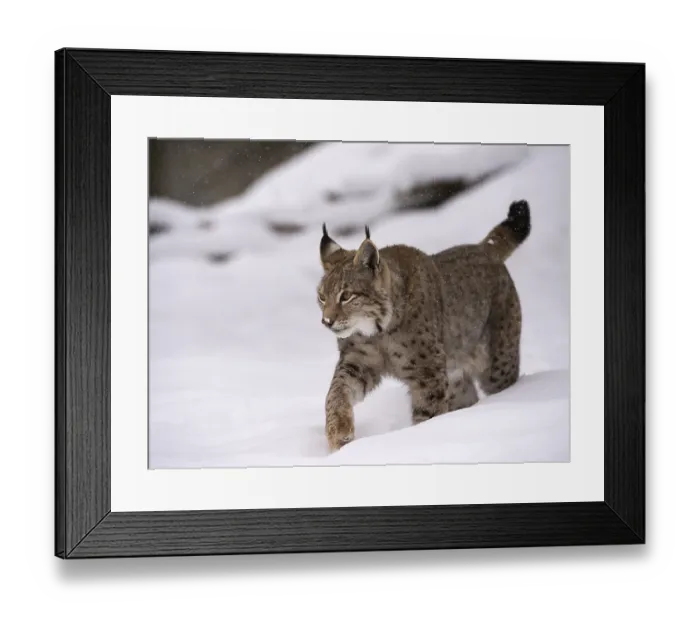 Framed Print : Northern Lynx (Lynx lynx) walking through snow