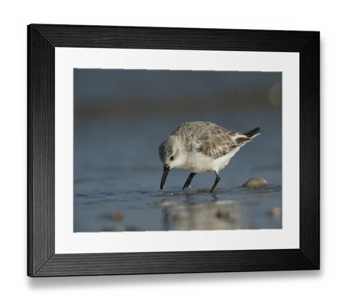 Framed Print : Sanderling (Calidris alba), Texel