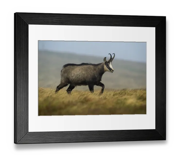 Framed Print : Chamois (Rupicapra rupicapra) walking in mountain meadow