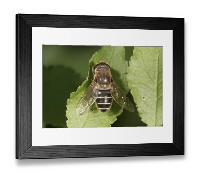 Framed Print : Dronefly (Eristalis tenax), female sunbathing Framed Print : Dronefly (Eristalis tenax), female sunbathing
