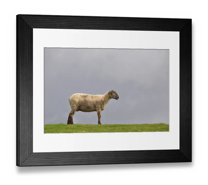 Framed Print : Sheep on the dyke of the Elbe river at Kollmar Framed Print : Sheep on the dyke of the Elbe river at Kollmar